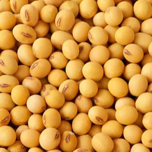 Soybean