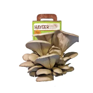 Oyster Mushroom Garden Home Grow Kit GROW YOUR OWN GURUM MUSHROOM in SHORT TIME