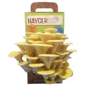 Golden Oyster Mushroom - All in One Gourmet Mushroom Growing by Hayger Mushroom