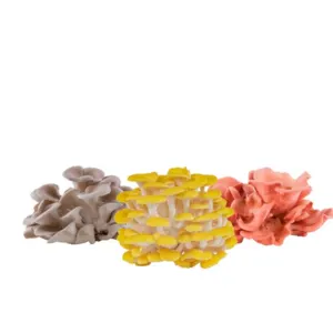 pink yellow pearl oyster mushroom home cultivation set of 3