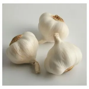 Garlic