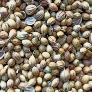Coriander - Image 3