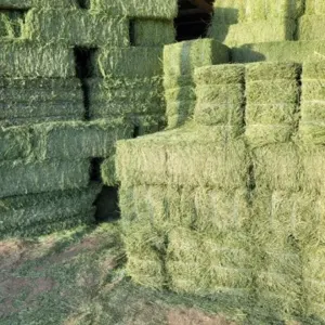 Alfalfa Hay by Thynel GTM AB