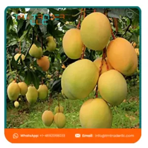 Mangoes - Image 4