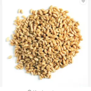Wheat - Image 4