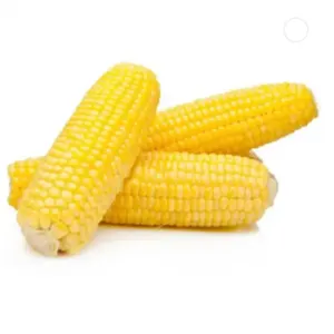 Dried white corn and yellow corn - Image 2