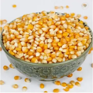 Dried white corn and yellow corn - Image 4