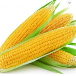 Dried white corn and yellow corn by Bravo Unlimited LLC