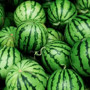 Watermelon - Image 2