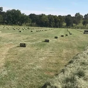 Alfafa Hay for Animal Feeding /alfalfa hay pellets /Timothy Hay in Bales by Thynel GTM AB