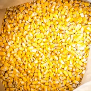 New Crop Non GMO Yellow Corn Maize for human and animal feed grade consumption Top Selling Good Quality Natural Yellow Corn