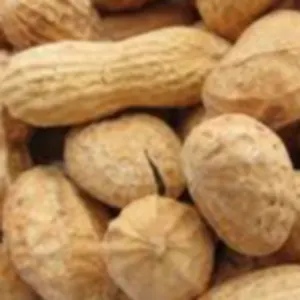 Groundnut