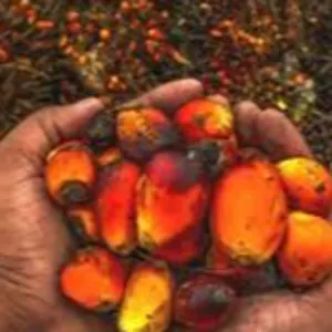 Palm kernel & its by-Products by SOXA MULTISERVICE RESOURCES LTD