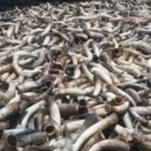 Cow Horns by SOXA MULTISERVICE RESOURCES LTD