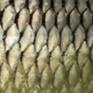 Animal Scales and Skin of various types