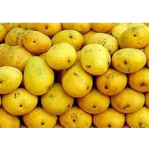 BANGINAPALLI MANGOES