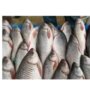 CATLA/ROHU FISH