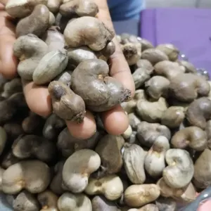 Noix de Cajou/ Cashew Nuts by OTIS TRADES