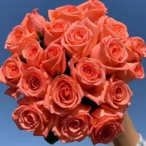 China Flower Supplier Fresh Cut Rose for Garden Wedding by Yunnan Millions Flower Co.,ltd