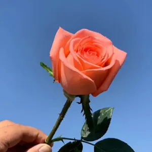 China Flower Supplier Fresh Cut Rose for Garden Wedding - Image 3