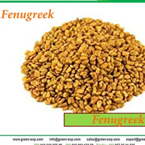 Egyptian Fenugreek Seeds - Image 2