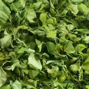 dumstick leaves by SVM EXPORTS