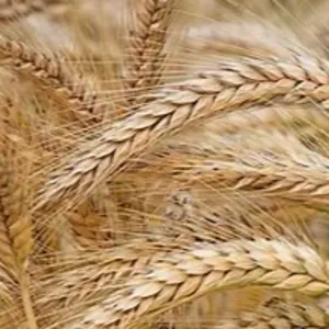 barley by Canadian International Commerce And Trading Company