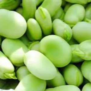 great northern beans by Canadian International Commerce And Trading Company