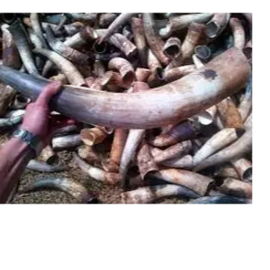 Cow Horns by Soxa Multiservice Resource Ltd
