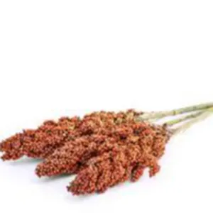 MIDLAND SORGHUM BEVERAGE by Midland Tea Nuts and Coffee Packers Ltd