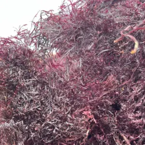 Dry gelidium seaweed by HIBALGUES.S.R.L