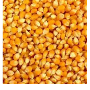 Cattle feed corn