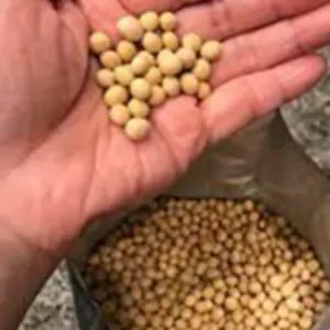 Soybean gmo and non gmo grade #2 by Linafer Trade Limitada