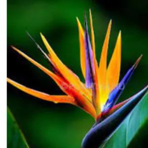 Bird of Paradise