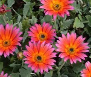 African daisies