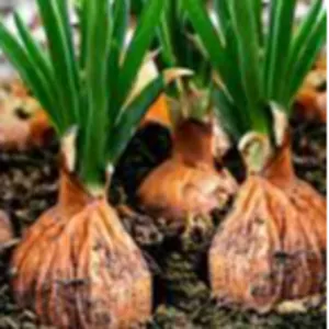 Top quality red onion factory direct supply fresh onion low price export - Image 3