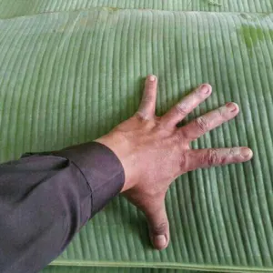 Banana Leaf - Image 4