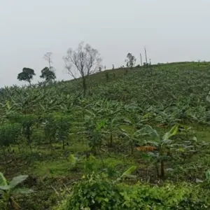 Banana Leaf - Image 6