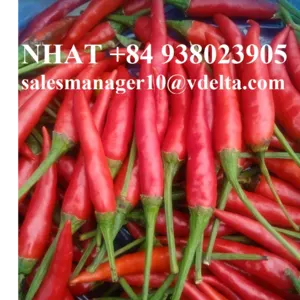 S17 Chilli/ Teja Chilli