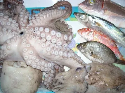 Dear sea cucumber teat fish and sand fish