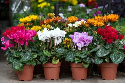 Flower cart
