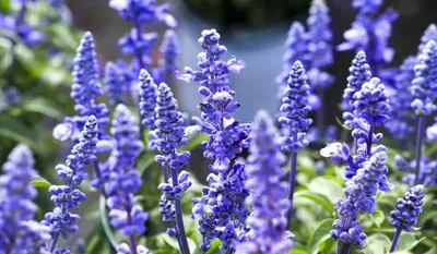 Lavender Blue