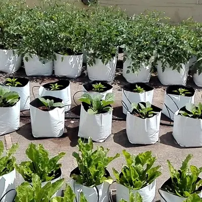 Live plants
