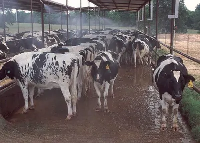 Cow Wet Blue