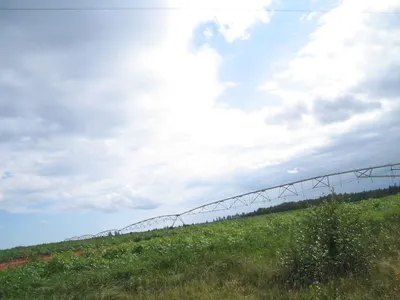 Barbed Wire