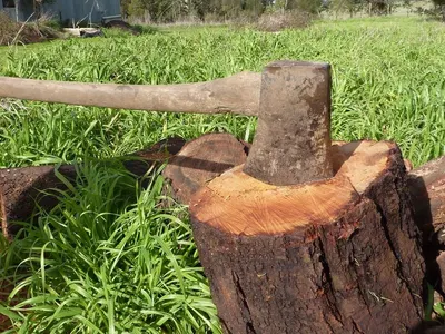 Eucalyptus Logs