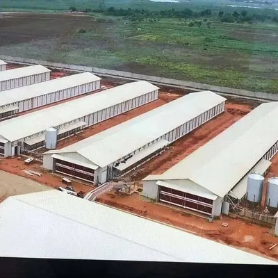 Automatic Chicken Flooring System