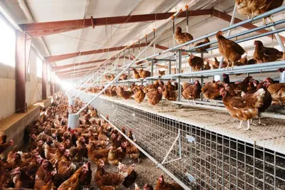 Broiler Floor Raising System