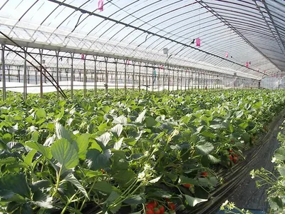 Glass greenhouse