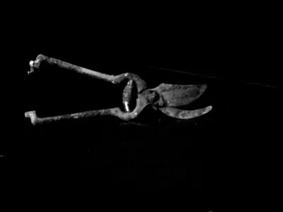 Cornetfish (Fistularia Corneta) by Boni Trading And Investment Inc